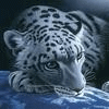 Леопард