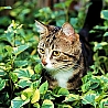 Кот в кустах