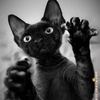 Черный кот
