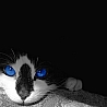 Синеглазая кошка