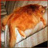 Толстый рыжий кот