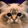 Котик
