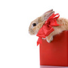 Кролик