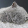 Спящий котенок