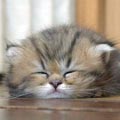 Спящий котенок