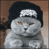 Модный кот