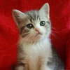 Котик (Котик)