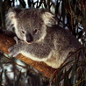 Коала