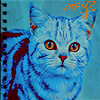 Кот