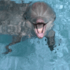 Радостный дельфин