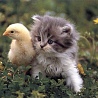 Котенок с цыпленком