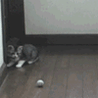 Котенок