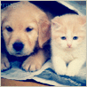Cat and Dog