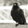 Crow