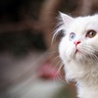 Кошка белая