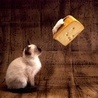 Аватарка - Кошка, сыр и мышь