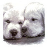 Pupies