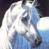 White horse