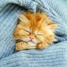 Котенок
