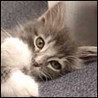 Котёнок