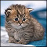 Котенок
