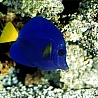 Аватарка - Синяя рыбка