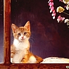 Котенок у окна
