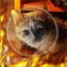 Котенок