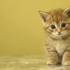 Котенок