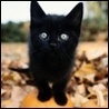 Черный котенок