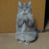 Кот-озорник