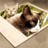Кошки в коробке