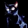 Черный кот (кошки)