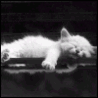 Ленивый котенок