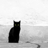 Черная кошка