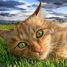 Рыжий кот