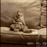 Кот