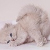 Игривый котенок