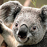 Коала