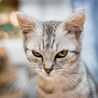 Котик