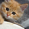 Рыжий котенок