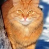 Рыжий кот