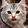 Кот