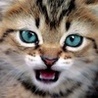 Котенок (ghgh)