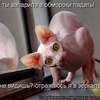 Любопытный кот