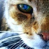 Кот