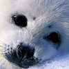 Wonderfull baby