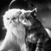 Кошаки
