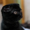 Котенок (вапро)