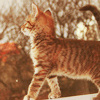 Котенок